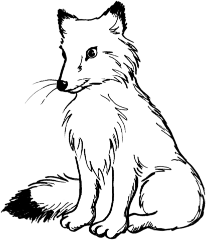 Red Fox With Black Tail Coloring Page